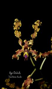 Dendrobium discolor var. fimbrilabium