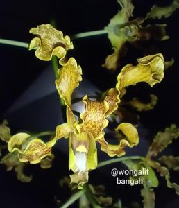 Dendrobium discolor var. fimbrilabium