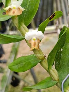 Dendrobium ellipsophyllum