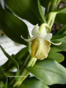 Dendrobium ellipsophyllum