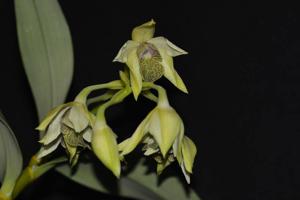 Dendrobium engae