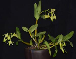 Dendrobium engae