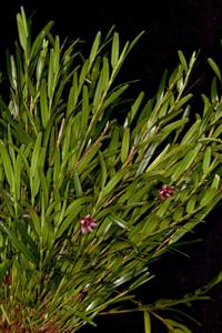 Dendrobium erectifolium