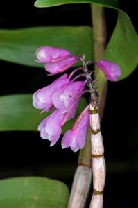 Dendrobium erosum