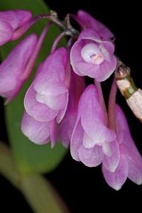 Dendrobium erosum