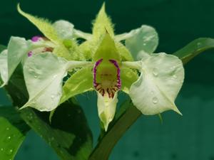 Dendrobium eximium