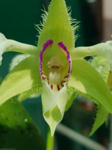 Dendrobium eximium