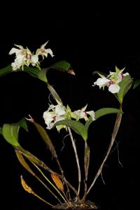 Dendrobium eximium