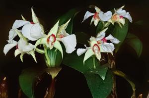 Dendrobium eximium