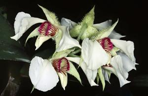 Dendrobium eximium