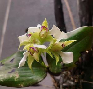 Dendrobium eximium