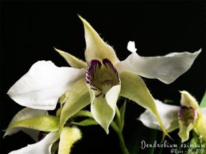 Dendrobium eximium