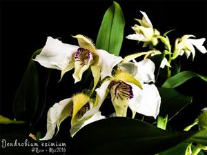 Dendrobium eximium