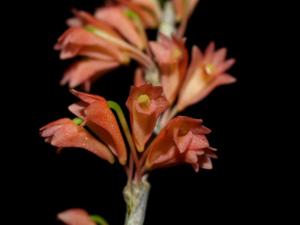 Dendrobium faciferum