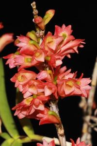 Dendrobium faciferum