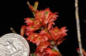 Dendrobium faciferum