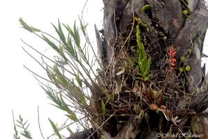 Dendrobium faciferum