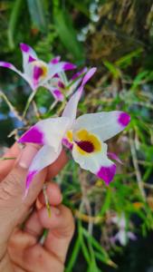 Dendrobium falconeri