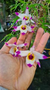 Dendrobium falconeri