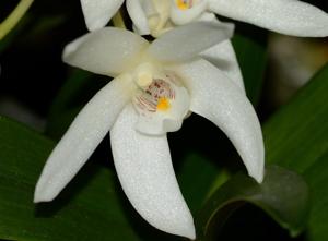 Dendrobium falcorostrum