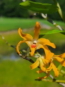 Dendrobium fanjingshanense