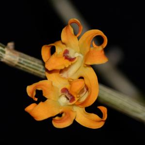 Dendrobium fanjingshanense