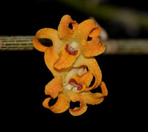 Dendrobium fanjingshanense