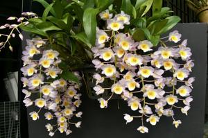 Dendrobium farmeri