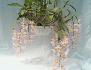 Dendrobium farmeri
