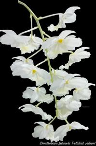 Dendrobium farmeri
