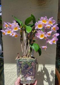 Dendrobium farmeri