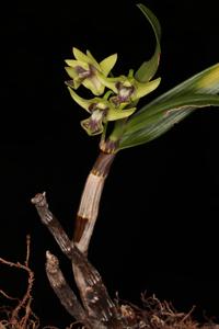 Dendrobium fellowsii