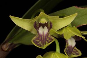 Dendrobium fellowsii