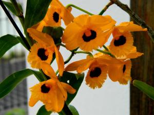 Dendrobium fimbriatum