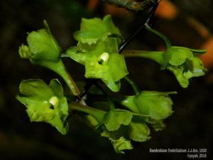 Dendrobium fimbrilabium