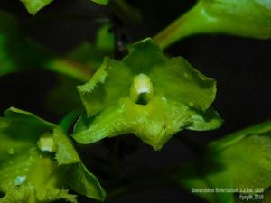Dendrobium fimbrilabium