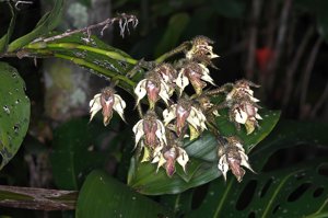 Dendrobium finisterrae