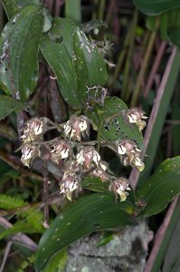 Dendrobium finisterrae