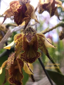 Dendrobium finisterrae