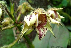 Dendrobium finisterrae