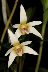 Dendrobium finniganense