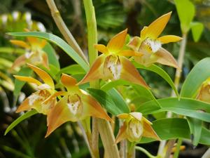 Dendrobium fleckeri