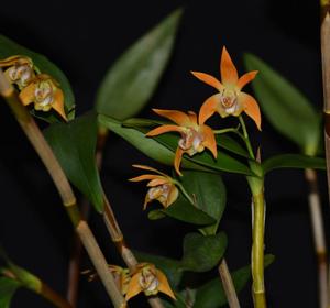 Dendrobium fleckeri