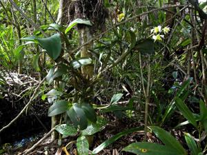 Dendrobium forbesii