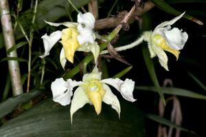 Dendrobium forbesii