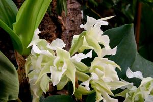 Dendrobium forbesii