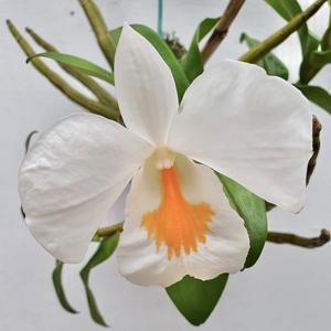 Dendrobium formosum