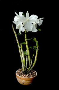 Dendrobium formosum