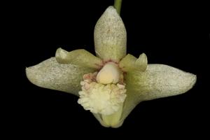 Dendrobium leptophyton