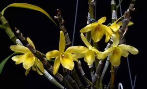 Dendrobium friedericksianum
